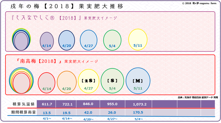 戌年の梅【2018】果実肥大推移イメージ【立夏:5/10】 和×夢 nagomu farm