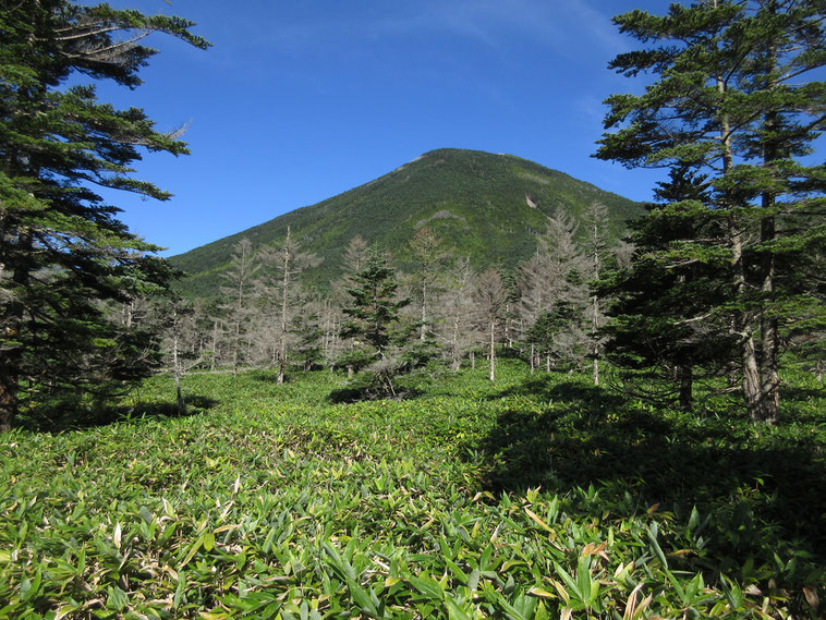 <天祥寺原から見上げた蓼科山 まだ朝のうちはすっきりと晴れていて視界良好>