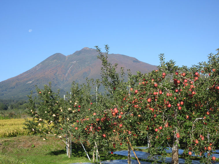 たわわに実る真っ赤なリンゴと岩木山　最高のツーショット！