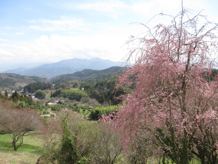 妙法寺に向かって歩いていると、向こうには蛭ヶ岳のゆったりした山容がずっと見えていました