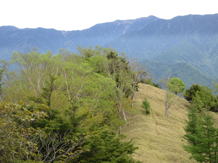御池山山頂より光岳方面を見る