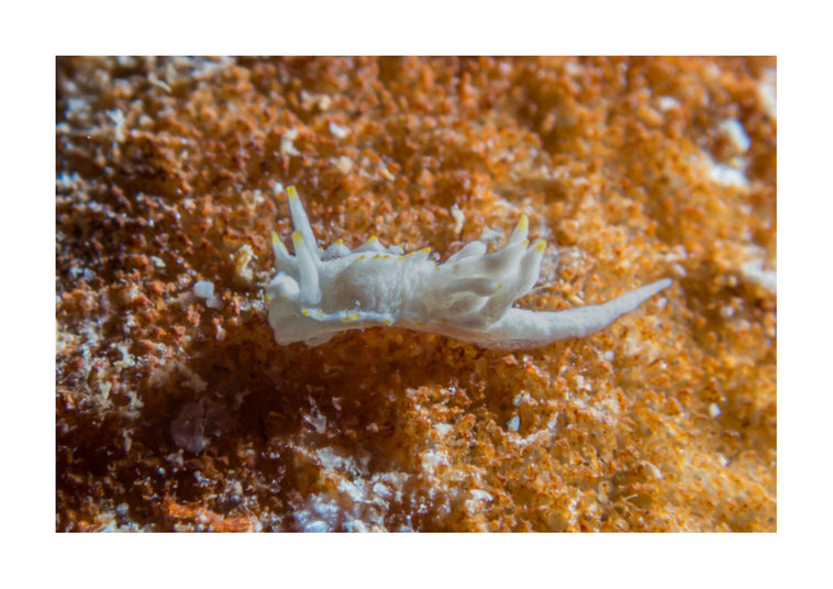 Goniodoridella unidonta