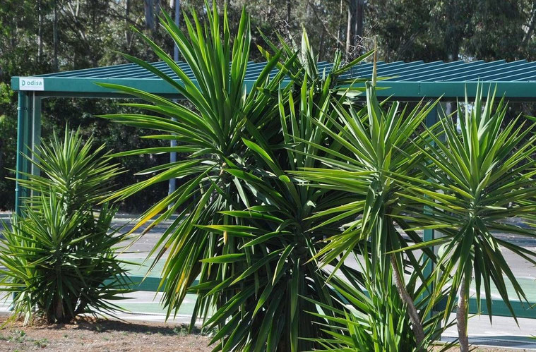 Yucca elephantipes (Mitte) im Vergleich mit Y. guatemalensis (rechts und links daneben) 