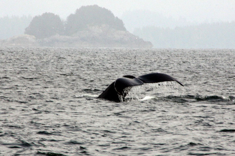 Schließlich "winkt" er vor Vancouver Island mit der Fluke. Buckelwale leben hauptsächlich von Krill.