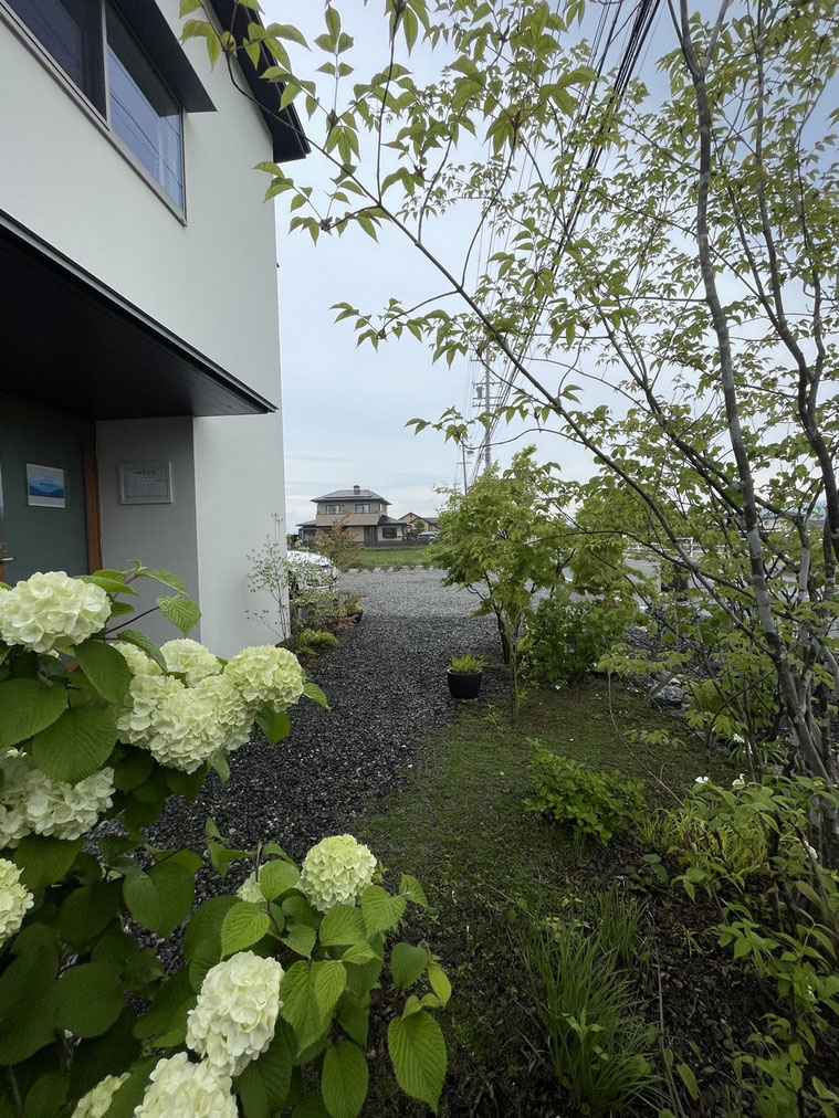長野県　松本市　建築設計事務所　建築家　news設計室　丸山和男　住宅設計　事務所　植栽　事務所庭　新緑