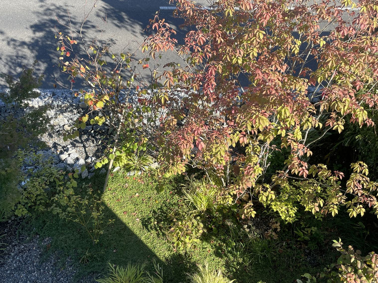 長野県　松本市　建築設計事務所　建築家　news設計室　丸山和男　住宅設計　事務所　植栽　事務所夕景　秋　紅葉