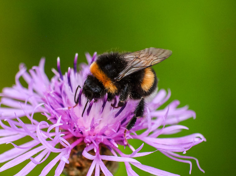 Erdhummel, Foto: Kathy Büscher