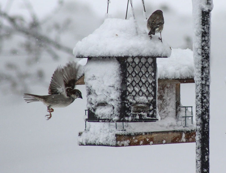 Conférence LPO sur les oiseaux en hiver