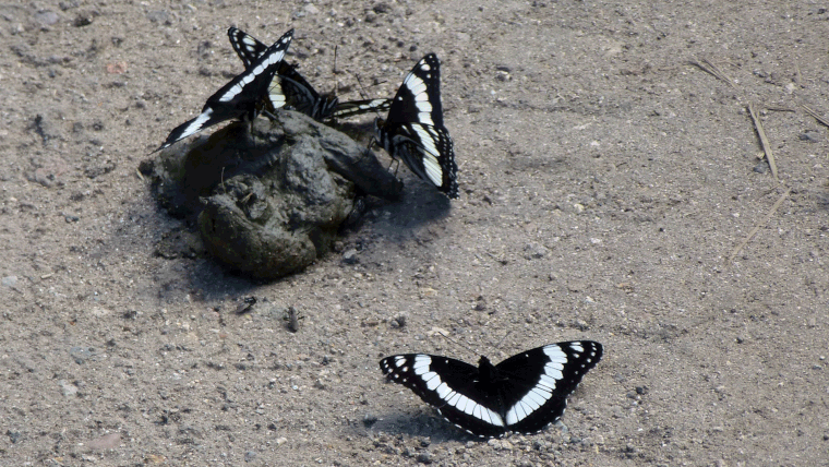 White Admiral butterflies, Valles Caldera, Jemez Mountains, New Mexico