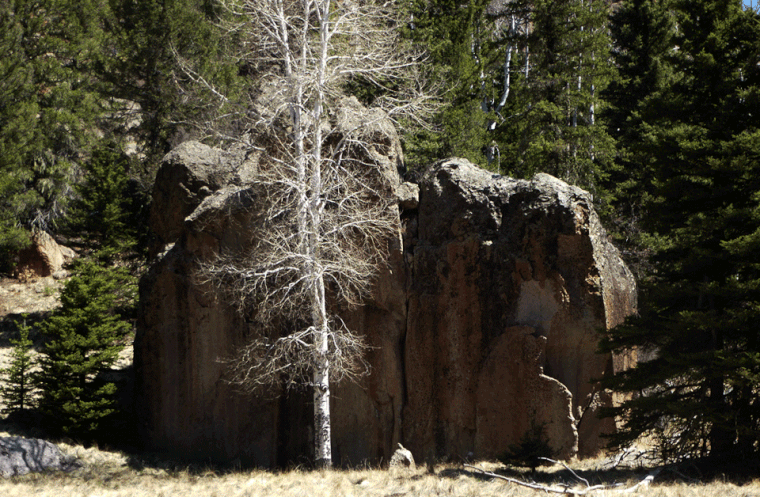 Aspen, rock, trees, Calaveras Canyon, Jemez Mountains, Santa Fe National Forest, New Mexico