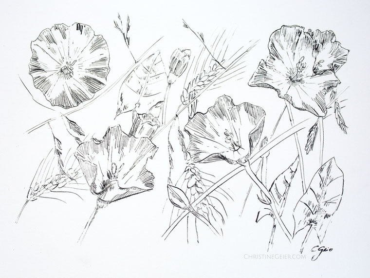 Ackerwinde, Tusche, ink, Kunstwerk, Zeichnung, Tuschezeichnung, Biologin, botanische Kunst, botanical art, Illustration, zeitgenössische Kunst