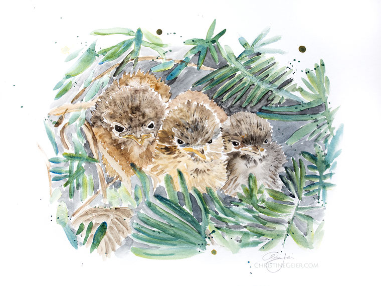 Vögel, Vogeljunge,Vogelbabies, Tierbabies, Aquarell, watercolour, watercolor, Spatzen, Zilpzalp, bird, birdart, bird painting, art, Kunstwerk