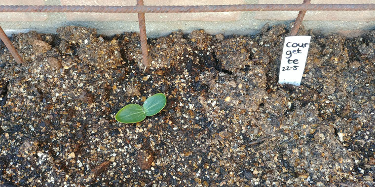 Kiemplantje van een courgette