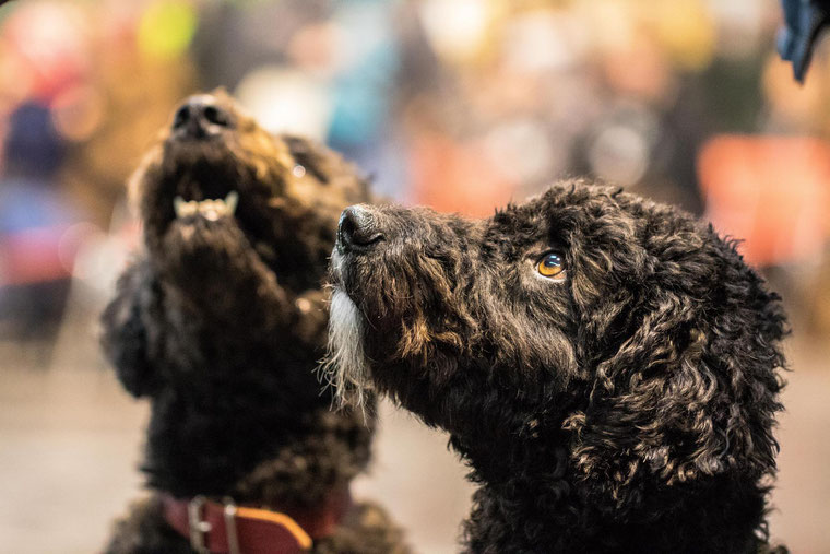 Holly und Maya (im Hintergrund) auf der Pfostenschau der Messe Fischerei und Jagd in Ulm 12.2.017