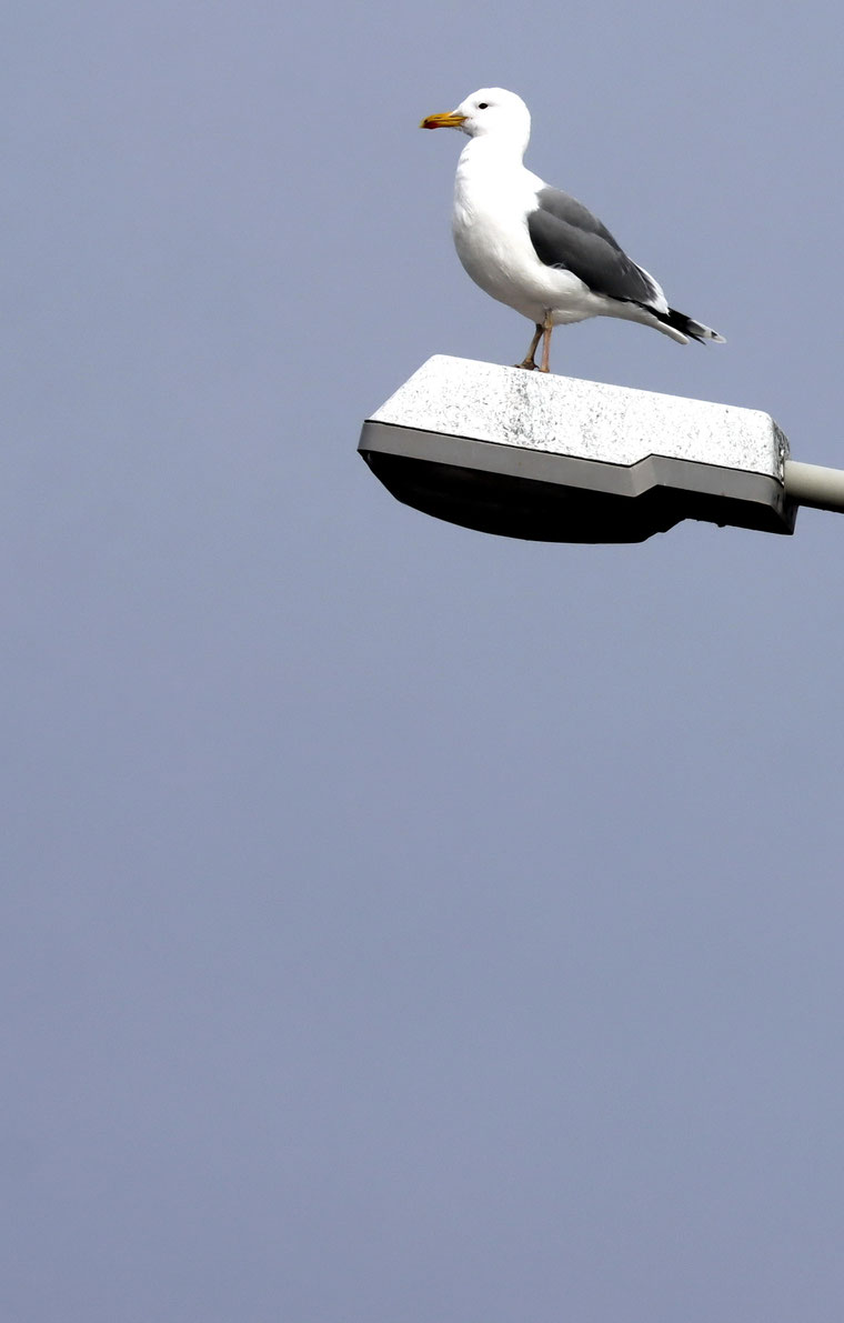 Möwe aus Zwickau (2026)