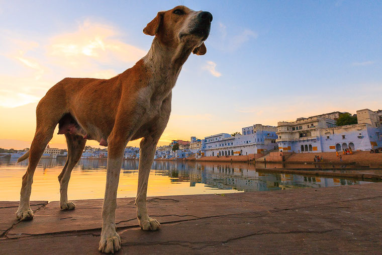 Dog India Rajasthan Pushkar - Chien Inde 