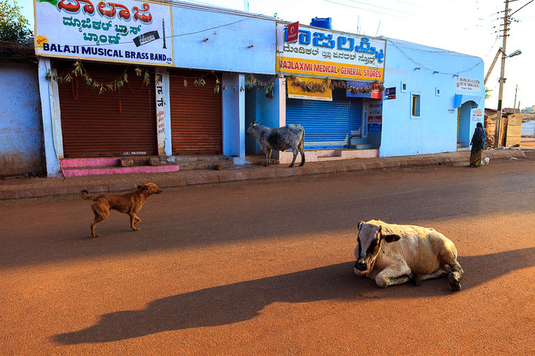 Cows and dog in a street of India. Vaches et chien dans une rue en Inde.