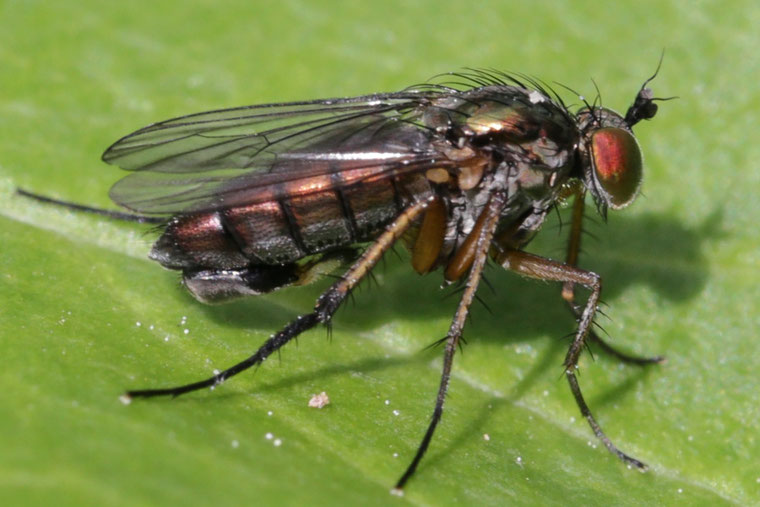 Das Dolichopus ungulatus-Männchen gehört zu den Langbeinfliegen (Dolichopodidae).