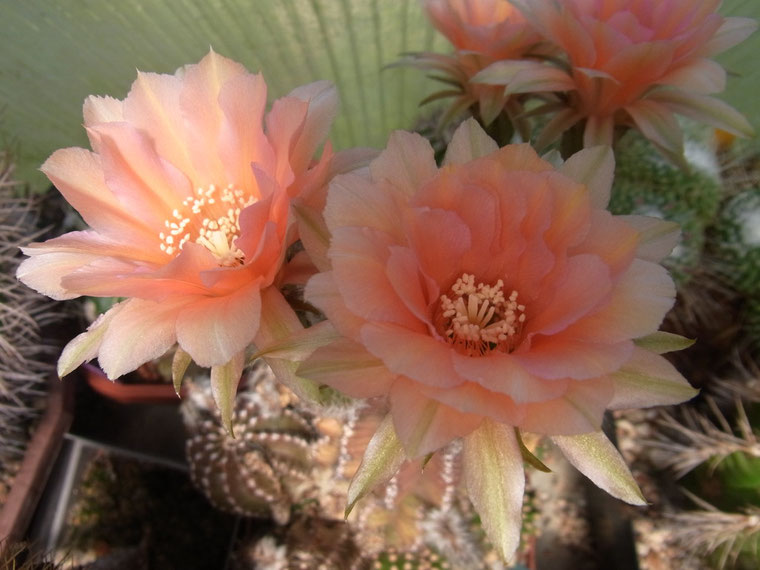 Echinopsis-Hybride, Aussaat 1996