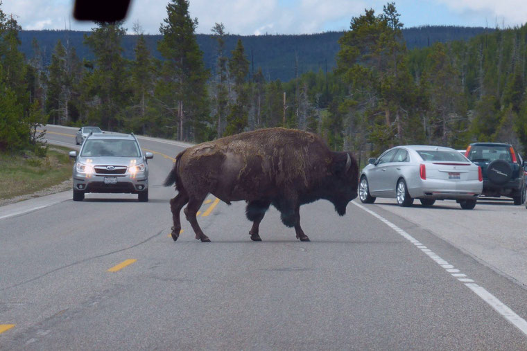 Bison at Yellowstone on the road