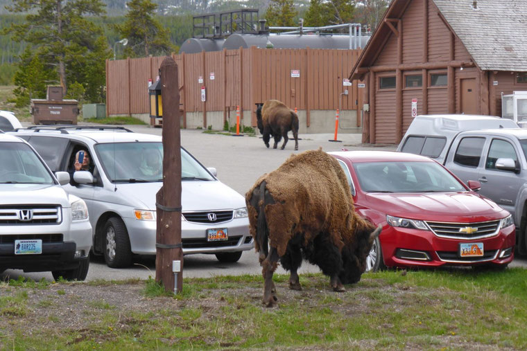 Bison at Yellowstone Old Faithful