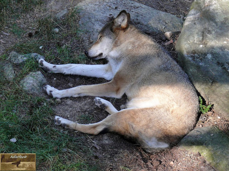 Ruhender, recht gut genährter Wolf im Tierpark Järvzoo