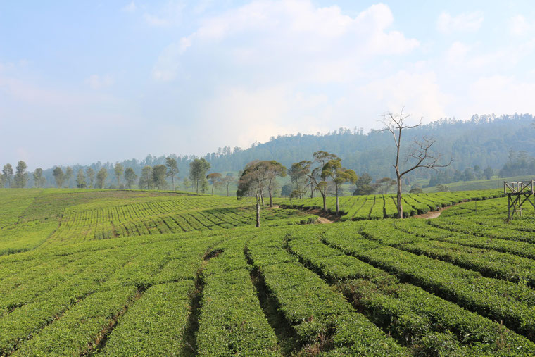 Piantagione di tè in Indonesia