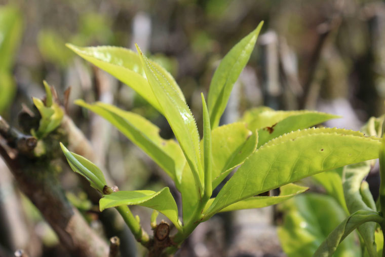 Germoglio e prima foglie della Camellia Sinensis, la pianta del tè 