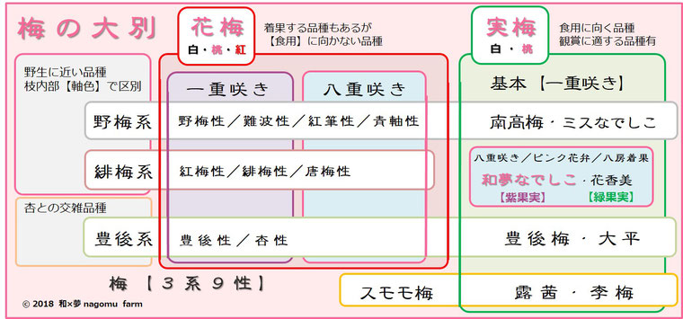 梅体系図【３系９性】　和夢なでしこ　和×夢 nagomu farm