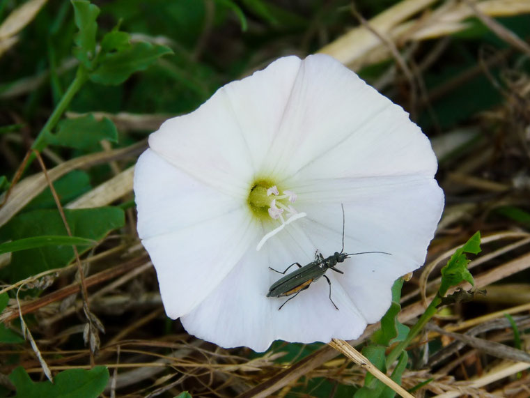 Insecte sur fleur / Insect on flower / Photo de Crystal Jones