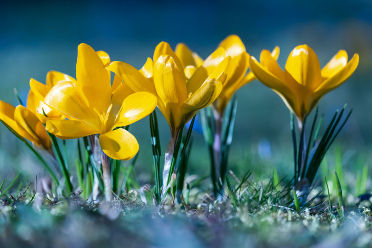 Krokusse auf der Wiese stehen für Veränderung, Neubeginn und Frühling