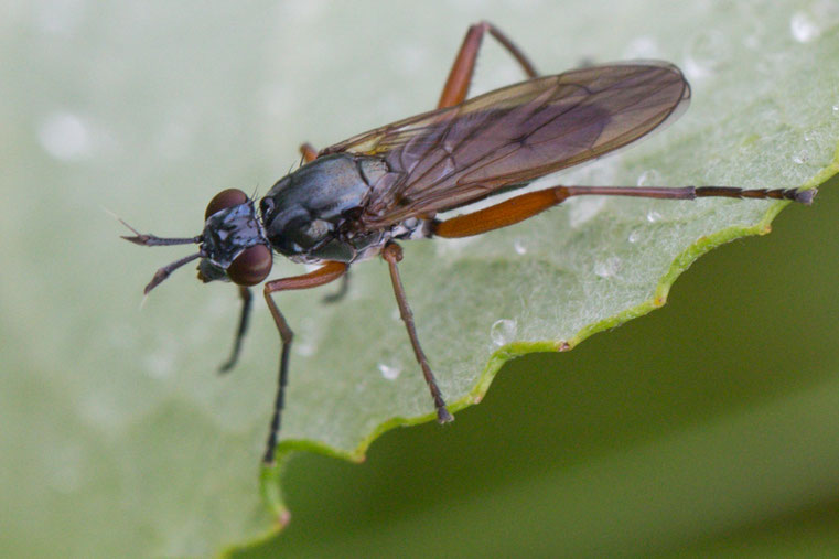 Sepedon sphegea ist eine ca. 10 mm lange Fliege aus der Familie der Hornfliegen (Sciomyzidae). Ihre Larven ernähren sich von Wasserschnecken.