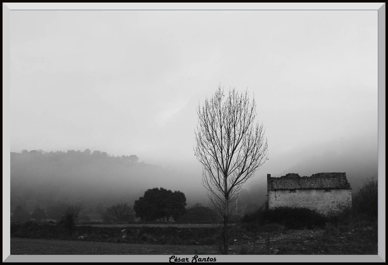 árbol en invierno, paisaje con niebla en blanco y negro, casa en ruinas con niebla
