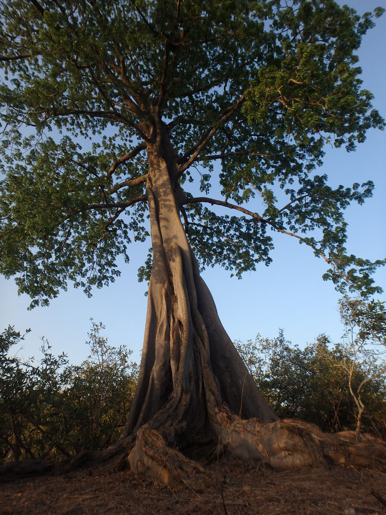 Elephant tree, Tumani Tenda, Gambia