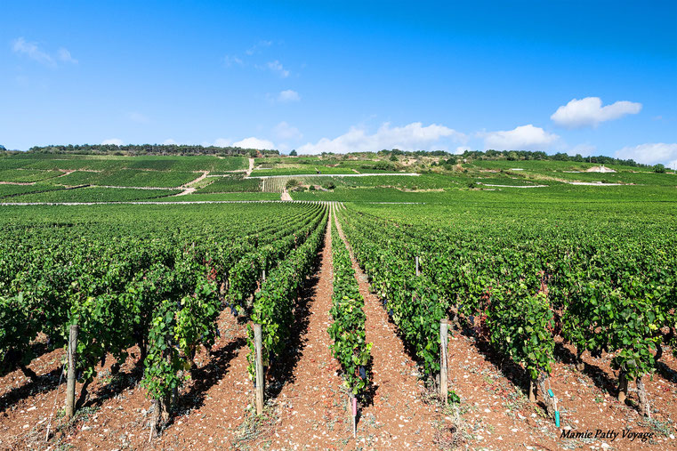 Vignes bourguignonnes