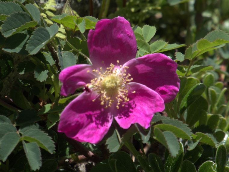 Rosa pendulina L. - rosier ou églantier des Alpes