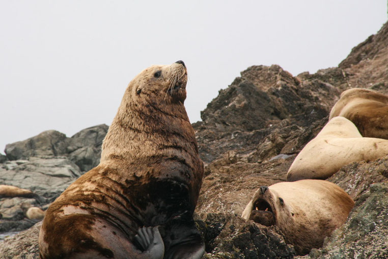 Auf den vorgelagerten Felsen ruhen Stellersche Seelöwen (Steller's Sea Lions), die als aggressiv gelten.