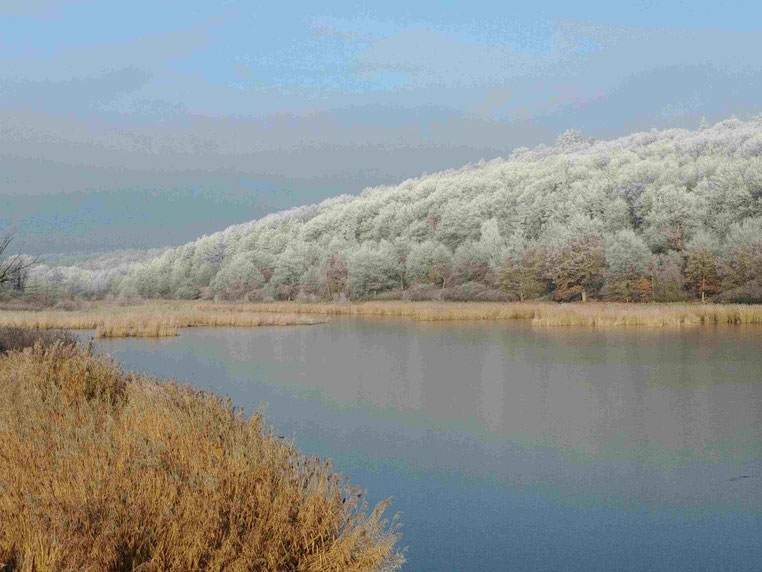 Scheerweiher im Winter
