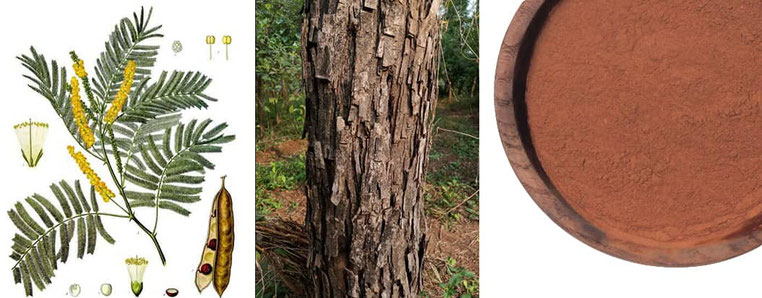 L’acacia catechou possède un cœur de bois généreux, riche d’une belle couleur brun-roux.