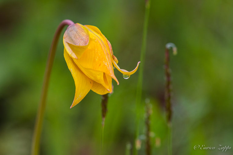 I colori della Natura: Tulipa sylvestris.
