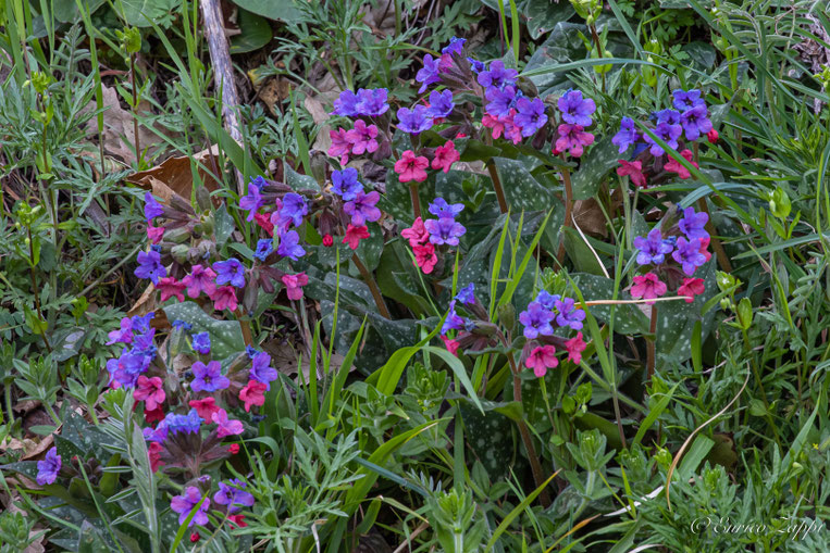 I colori della Natura: Pulmonaria officinalis.