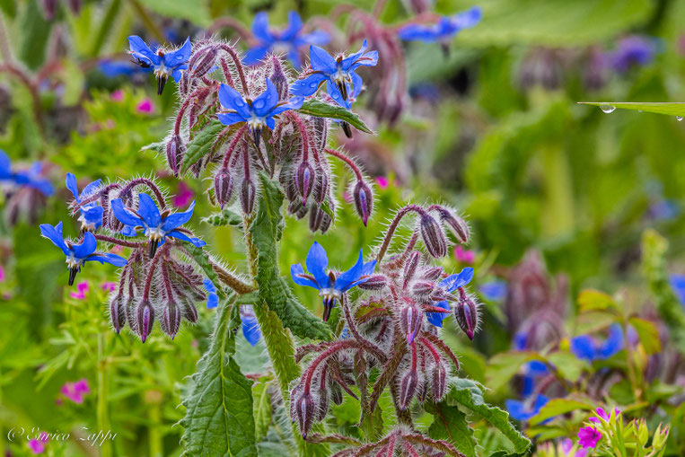 I colori della Natura: Borago officinalis.
