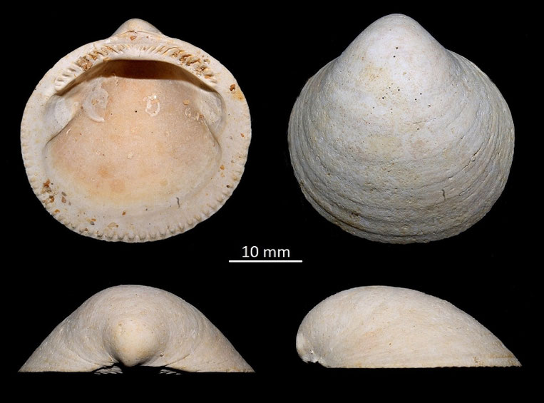 Glycymeris saucatsensis, Miocene dell'Aquitania