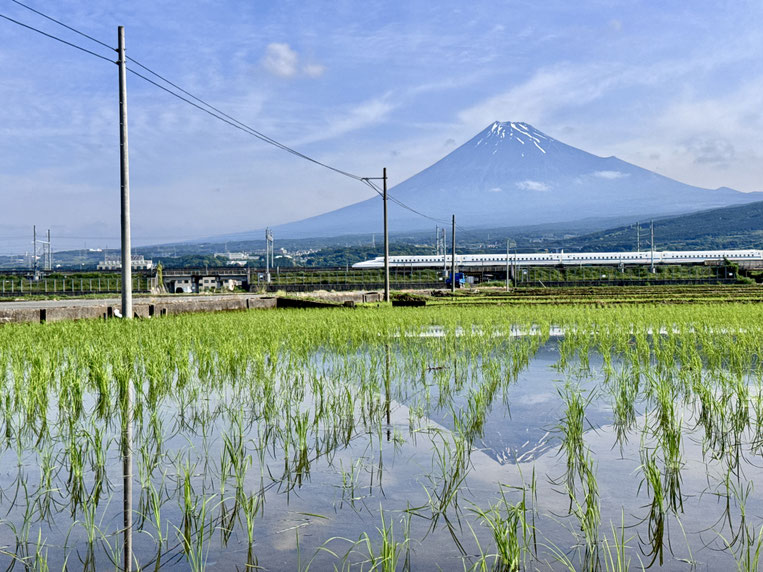 The scenery around Mt. Fuji changes with the seasons.