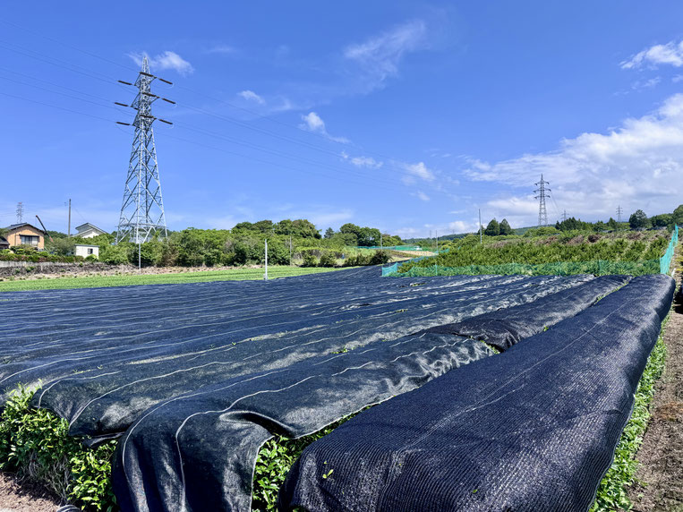 Tea fields covered with black shading sheets for matcha cultivation in Shizuoka, Japan