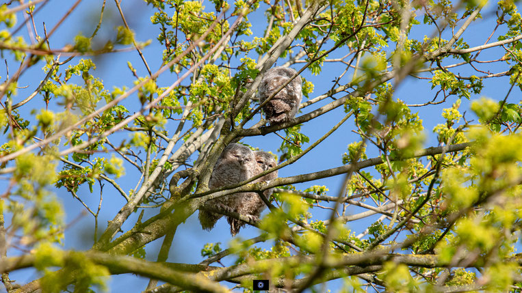 Bosuil | Takkelingen | Nuenen | 06-04-2026