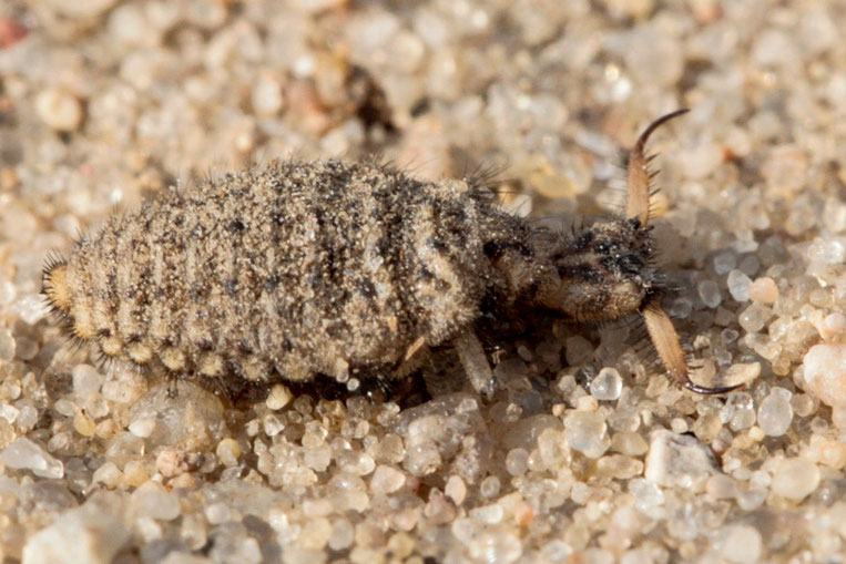Ameisenlöwen leben im Sand am Grund eines Sandtrichters, wo sie hinein gefallene Insekten erbeuten.