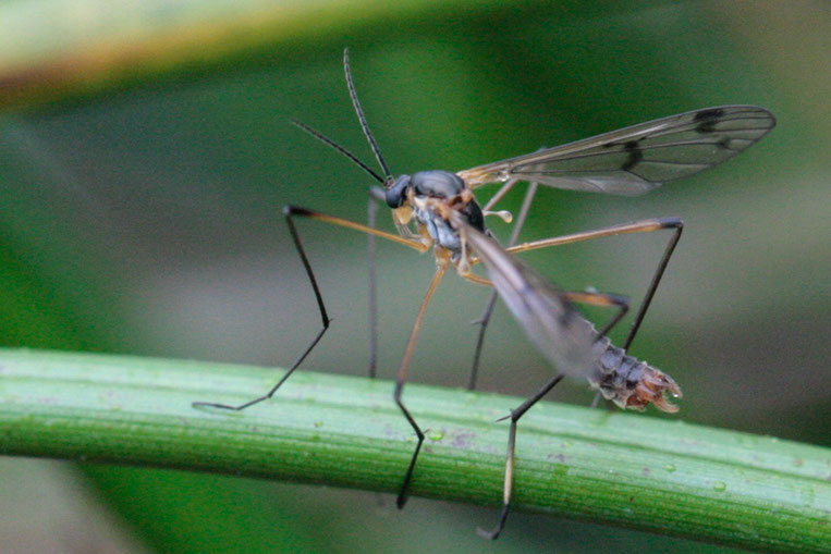 Die 9 mm lange Ptychoptera albimana gehört zur Familie der Faltenmücken (Ptychopteridae).