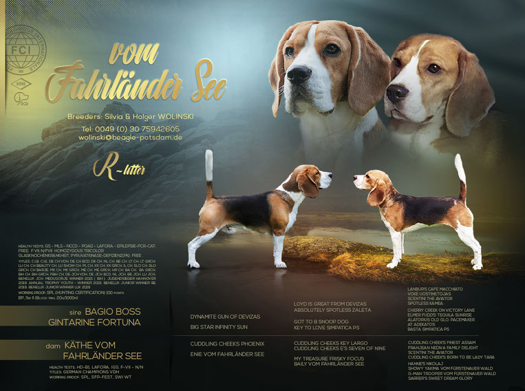 Bagio Boss Gintarine Fortuna * Lord James *, Czarnowsky , Beagle, Beagle, Beagle, Beagle, Beagle, Champions, Winner, the Best, Love, Star, Puppys
