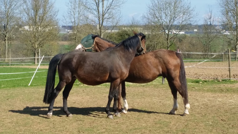 Tactique des Fusains & Victoire. Stammerries van Stal des Fusains